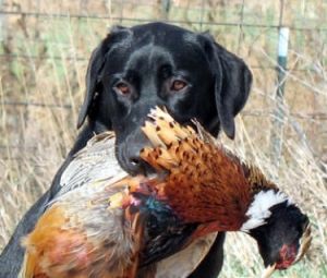 Upland birds can be a challenge for any hunter, especially in the western Kansas terrain. Hunters should make sure not to get too far ahead of their hunting partners to prevent accidentally stepping into their shooting path and risking injury. 