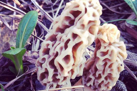 Fungus+Among+Us+Morels+can+be+found+in+any+wet%2C+or+mossy+area.+Sometimes+they+hide+underneath+thick+grass+and+foliage.%0A