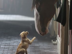 Super Bowl commercials take emotional approach