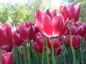 T-town tulips