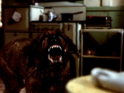 Though it wasnt his fault, Cujo was not a good boy to one unlucky mom and her son.