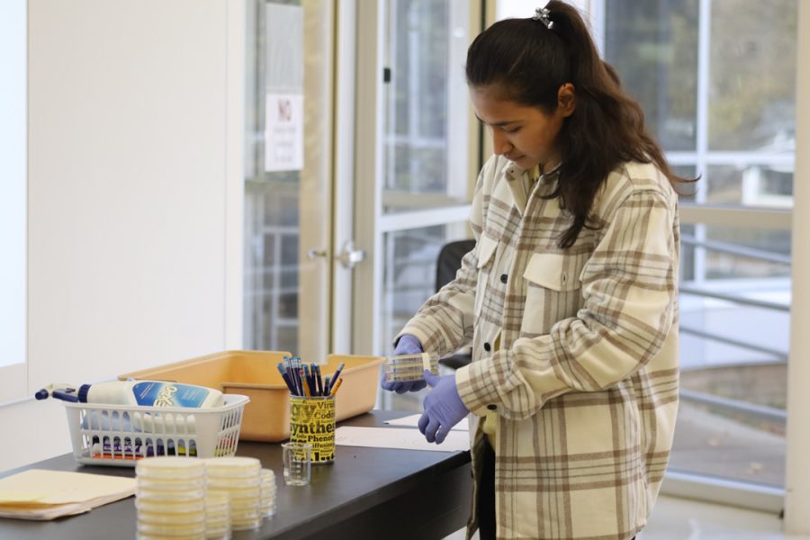 Senior molecular biology and biotechnology major Simran Shrestha tapes her plates together. When finished, students taped all of their plates together to keep them from getting mixed with others work.