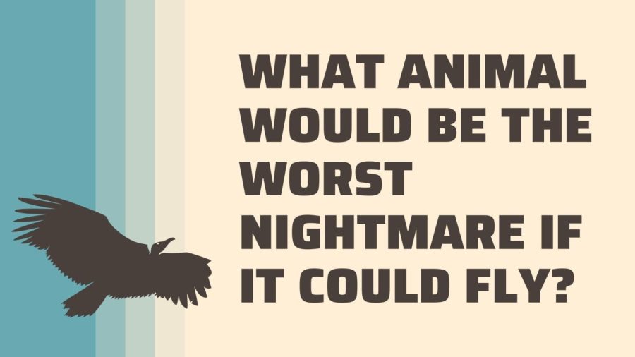 B.O.B. What animal would be the worst nightmare if it could fly?