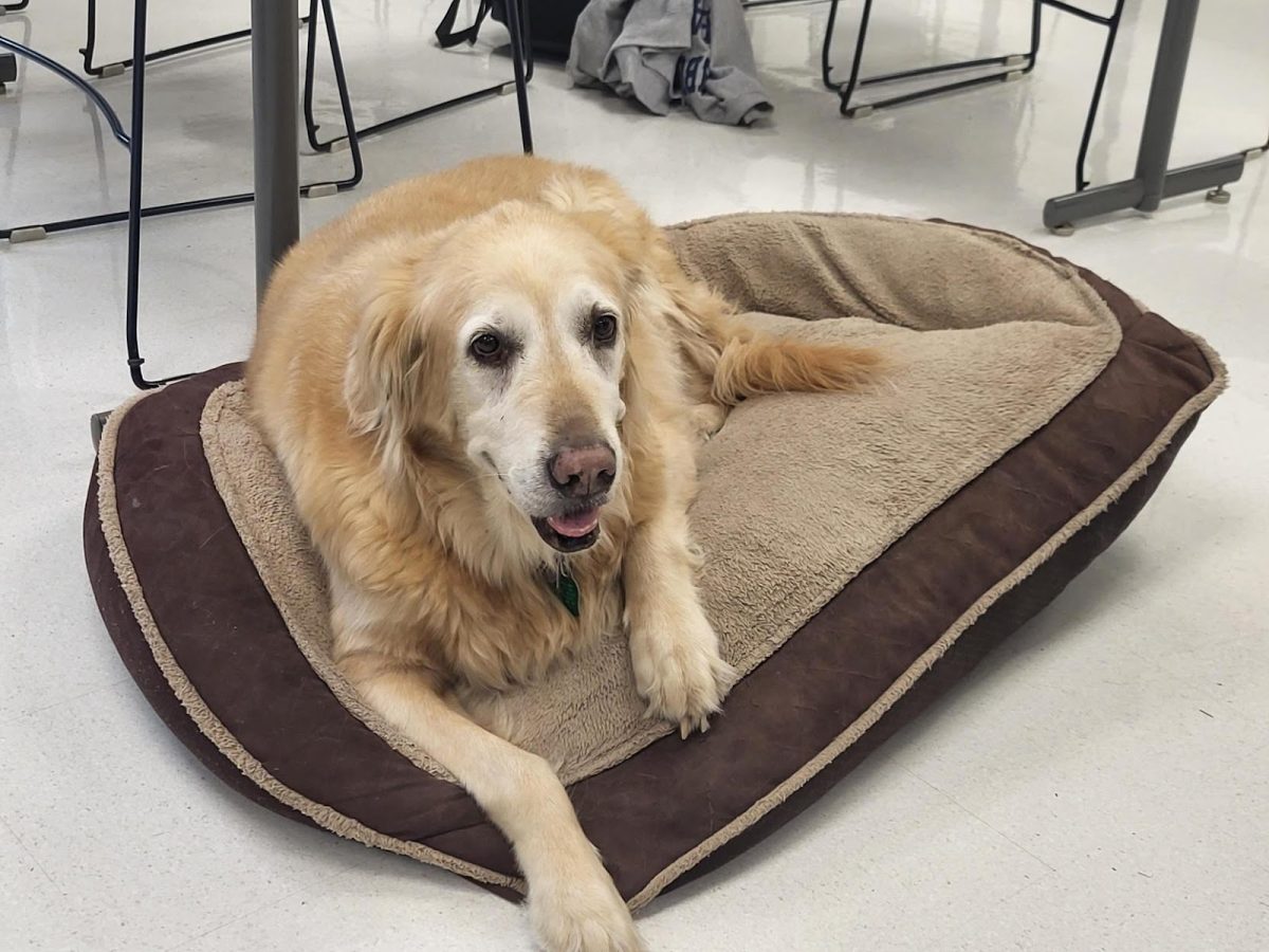  Club mascot Kelty, lies on her bed. She enjoyed greeting students as they walked in.